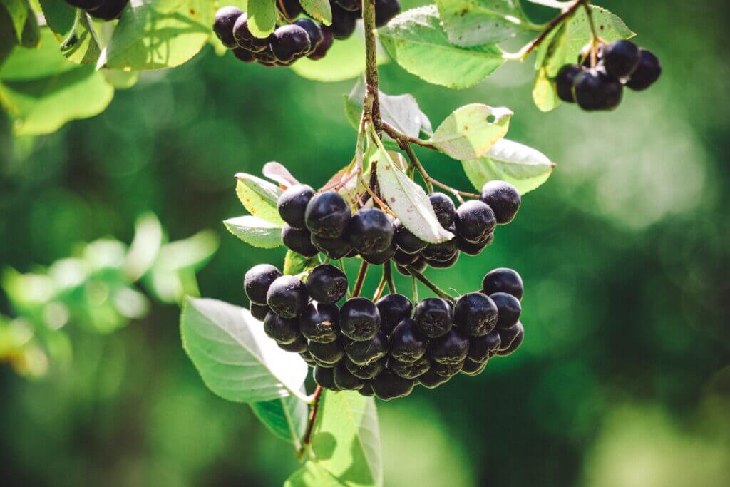 fresh aronia berries