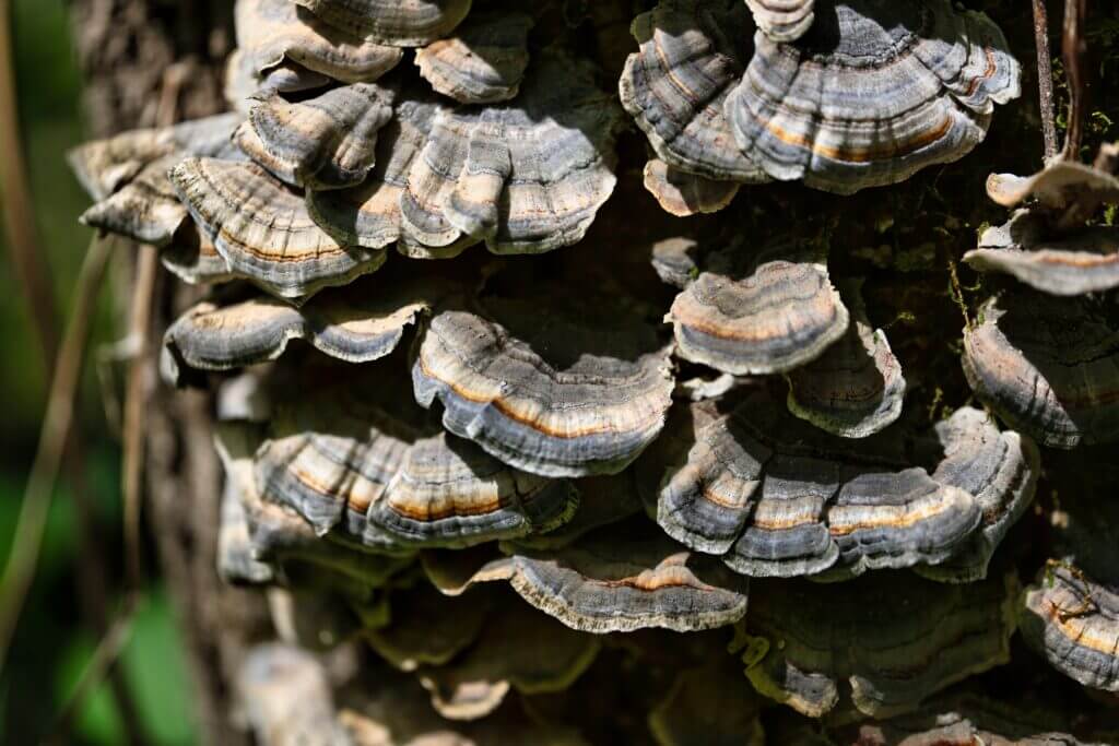 turkey tail mushroom