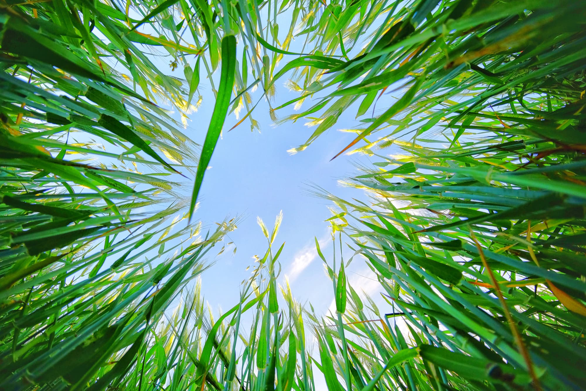 Curated visual reference: Gallery Detail: Wheatgrass Health Benefits Uses And Side Effects
