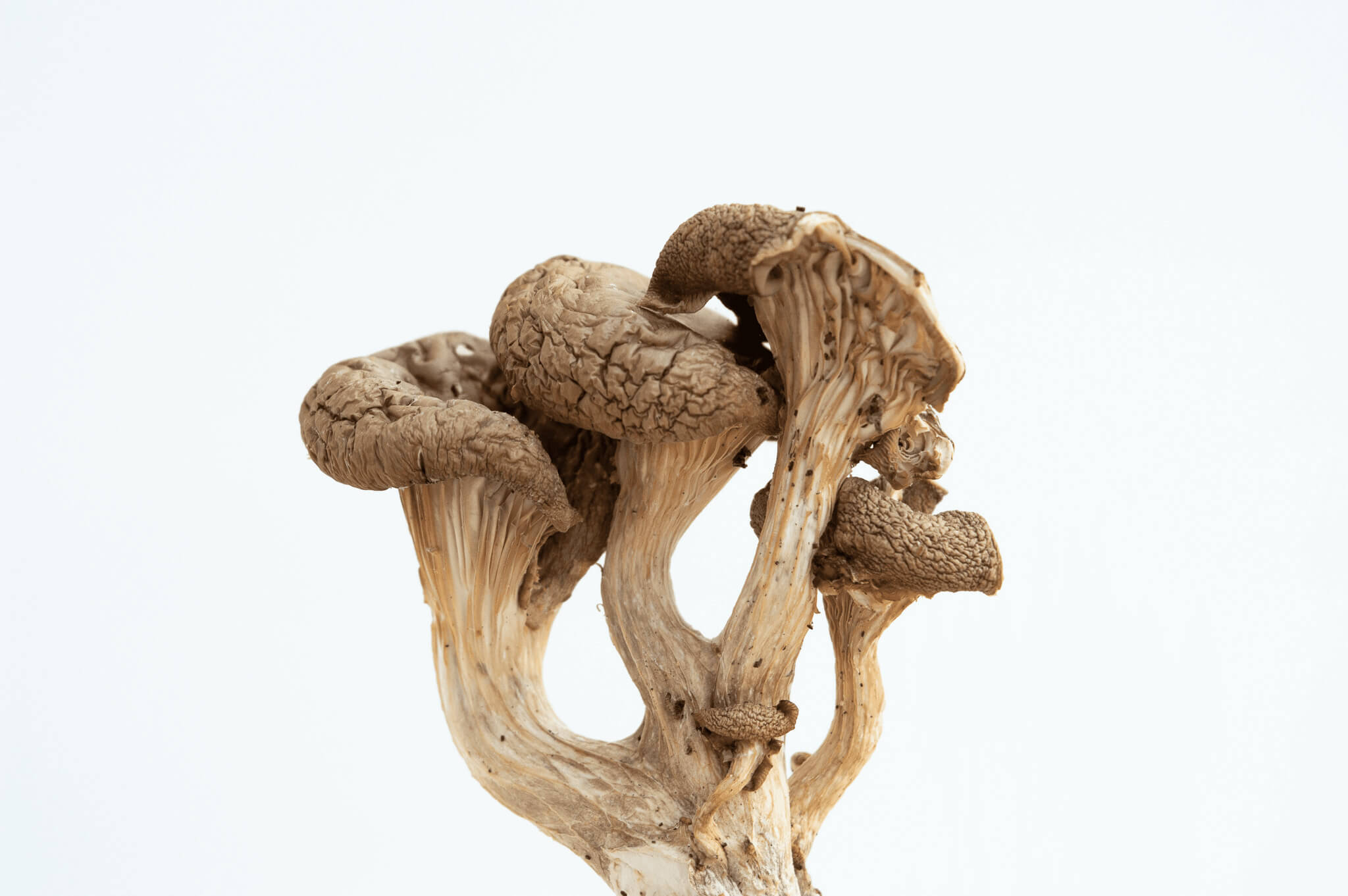 Best Mushroom for Anxiety and Depression Erbology